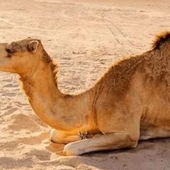 camelintharparkar