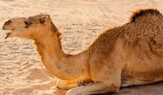 camelintharparkar