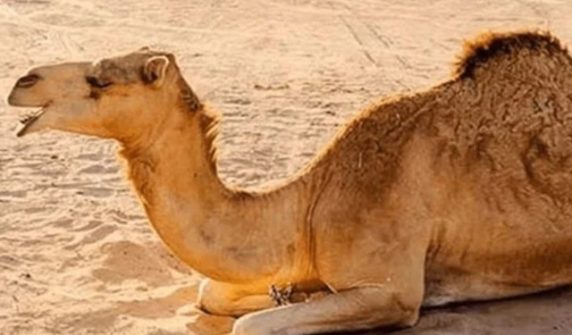 camelintharparkar