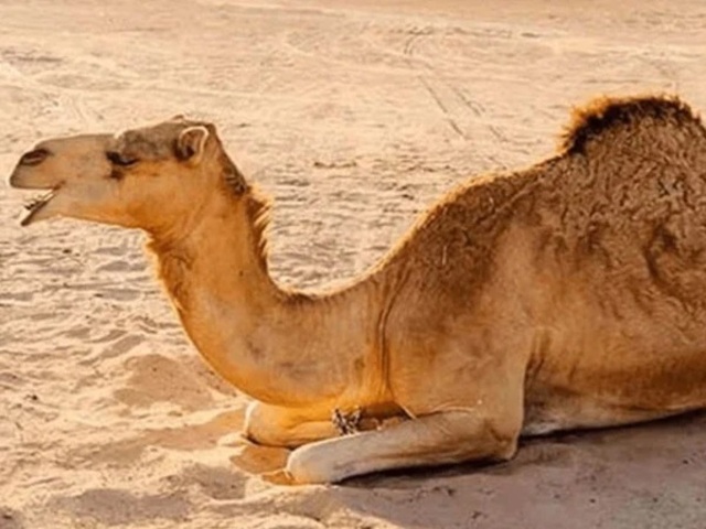 camelintharparkar