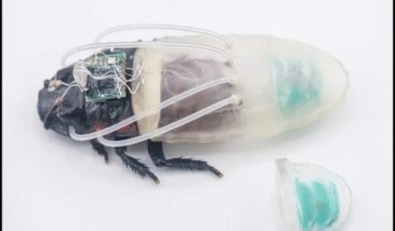 diving suit cockroach