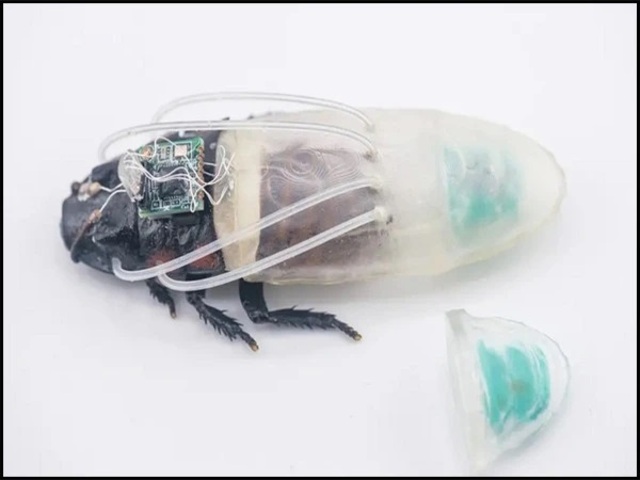 diving suit cockroach