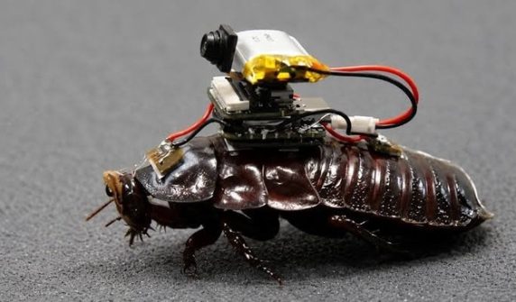 cyborg cockroaches