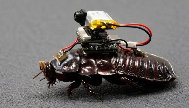cyborg cockroaches
