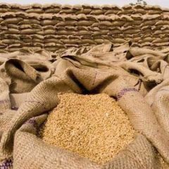 government approves import of wheat