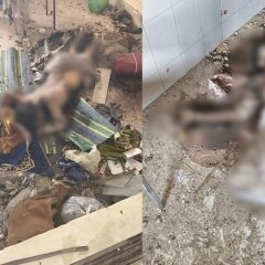 kohat suicide attack