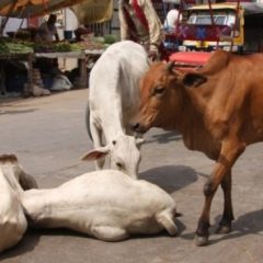 3 Muslims sentenced to life in prison for cow slaughter in India