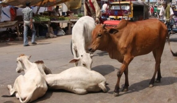 3 Muslims sentenced to life in prison for cow slaughter in India