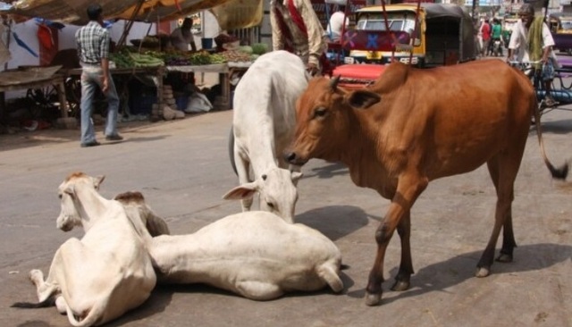 3 Muslims sentenced to life in prison for cow slaughter in India