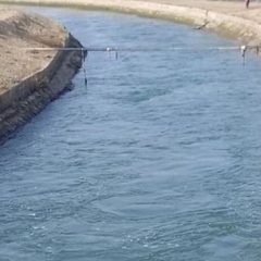 parents, distressed by their children's behavior, jumped into the canal